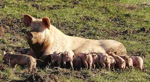 Les 3 petits cochons est un conte traditionnel européen. Porc Wikipedia