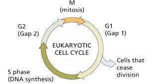 At the beginning of the first meiotic division, the nucleus of the dividing cell starts to increase in size by absorbing the water from the cytoplasm, and the nuclear. Http Sussexhigh Nbed Nb Ca Wilson Science 9 Mitosis Meiosis Webquest Answers Pdf