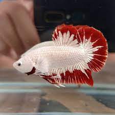Betta fish, siamese fighting , betta splendens isolated on black background. Plakat Tail Red Dragon Snow Betta Fish Betta Fish Types Betta Fish Betta
