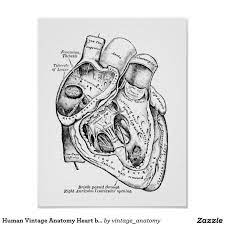 This image can not be legally used without purchasing a license. Human Vintage Anatomy Heart Black And White Poster Vintage Business Cards Black And White Posters Vintage Wood Wall Art