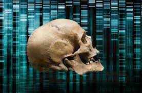 Und es gibt drei wege, wie sich der mensch zum. Homo Sapiens Ist Tatsachlich Alter Genstudie Deutet Auf Erste Stammbaum Verzweigung Schon Vor Gut 300 00 Jahren Hin Scinexx De