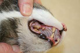 What additional cleaning costs should i be aware of? Cost Of Cat Teeth Cleaning Poc
