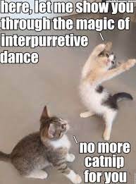 Top 28 Funniest Minions Memes 20 Funny Cat Memes Funny Animal Jokes Funny Animal Quotes