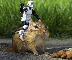 11 Animals Who Think They Re In Star Wars Funny Looking Animals Animals Chipmunks