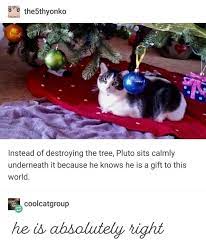 21 Tumblr Posts About Cats That You Just Might Not Have Actually Seen Yet Christmas Memes Funny Funny Christmas Pictures Animal Memes
