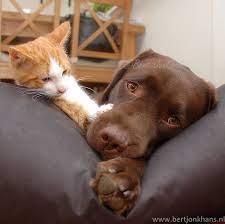 Hannes And Hessel Love Meow Fur Baby Cat Cute Animals Dog Cat