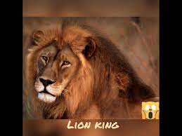 The animation was absolutely beautiful, the songs are beautiful and catchy. The Lion King 2020 Full Movie Animation Movie 480 Youtube