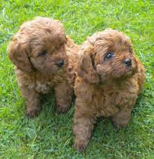 Your new puppy is going to become your best friend, close companion, or just like a member of the family. Beatiful Fox Red Cavapoo Puppies Doncaster South Yorkshire Cavapoo Puppies Cavapoo Puppies