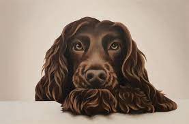 Chocolate Cocker Spaniel By Erin Hale Paintings For Sale Bluethumb Online Art Gallery Chocolate Cocker Spaniel Dog Drawing Cocker Spaniel