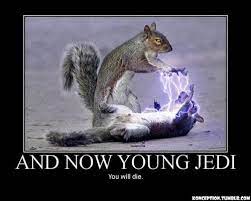 Look At These 35 Star Wars Memes You Will Funny Squirrel Pictures Squirrel Funny Funny Animal Photos
