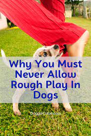 Why You Must Never Allow Rough Play In Dogs Doggie Cube Dog Growling Puppy Jumps Puppy Biting