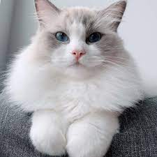 Docile, sweet, and happy to relax for a good cuddle session, the loving ragdoll will even greet their humans at the door when they come home. 11 Cute Pictures Of Ragdoll Cats