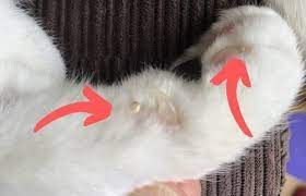 In this case the exceptionally rare case of a cutaneous horn occurred on the tip of a penis. Horned Paws On Cats What To Do About Cutaneous Claws Upgrade Your Cat Paw Paw Pads Cat Paws