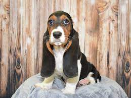 Basset hounds are very adaptable to apartment living as long as there is plenty of human attention. Basset Hound Dog Female Black White Tan 2621424 Petland Fort Myers Florida