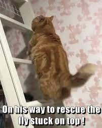 On His Way To Rescue The Fly Stuck On Top Funny Animal Videos Funny Animals Funny Cute Cats