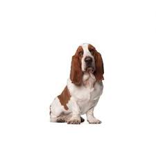 5 out of 5 stars. Basset Hound Puppies Petland Orlando East