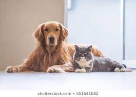 Dogs And Cats Images Pixabay Download Free Pictures Dog Images Dog And Cat Images Dog Cat
