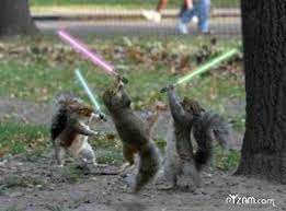 Jedi Squirrels Star Wars Jokes Star Wars Humor Squirrel Funny
