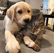 24 Cats And Dogs Who Fell In Love With Each Other The Frisky Cute Cats And Dogs Dog Cat Cute Dogs