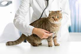 Find a local american association of feline practitioners (aafp) member veterinarian and / or a cat friendly practice® near you! The Cat Specialist Veterinary Clinic Llc The Cat Vet
