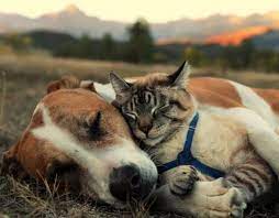 A Rescue Dog And Cat Go On The Most Incredible Adventures Together Cute Cats And Dogs Rescue Dogs Dog Cat