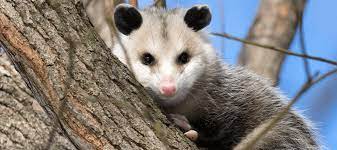 They may occasionally attack a cat if they feel their young are threatened, if they are cornered (though they are more likely to play dead in these situations) or if they are competing for food. Do Possums Eat Cats Your Questions Answered Abc Blog