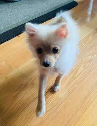 These fluffy, playful, and lovable pomeranian mix puppies are a cross between a pomeranian and the original gfp puppy finder. They Call This The Puppy Uglies If This Is Ugly I Can T Wait To See How Beautiful She Will Grow To Be Pomeranians