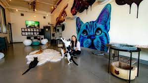 Coffee shop · central east austin · 28 tips and reviews. North County S First Cat Cafe Opens This Weekend Eater San Diego