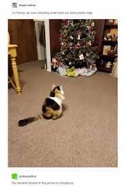 Pin By Shelbe Van Der Westhuizen On Fyi Funny Animals Cute Funny Animals Funny Animal Memes