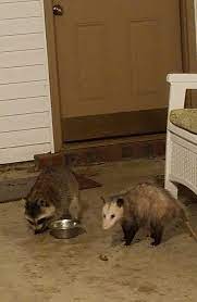 They may occasionally attack a cat if they feel their young are threatened, if they are cornered (though they are more likely to play dead in these situations) or if they are competing for food. This Raccoon And Opossum Travel And Eat Cat Food Together