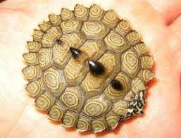 Hybrid Concentric Diamondback Terrapin X False Map Turtle Turtle Map Turtle Reptiles And Amphibians