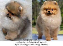 Ask questions and learn about pomeranians at nextdaypets.com. Pomeranian Puppy Uglies