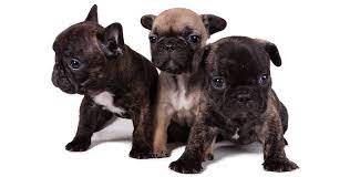 French bull dog club of america. How Big Do French Bulldogs Get Are There Different Sizes