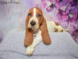 To learn more about each adoptable basset hound, click. Basset Hound Puppies Petland Fort Myers Florida