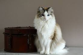 The breed is carefully bred to produce large affectionate animals in three patterns, two with white (mitted and bicolor) and one with no white (colorpoint). Ragdoll Cats Cat Breed Information Pictures Characteristics And Facts