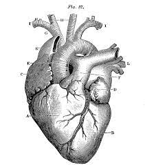 Favorite add to black and white anatomical dizzymade. 6 Anatomical Heart Pictures The Graphics Fairy