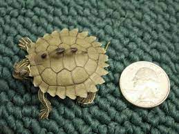 Hybrid Black Knobbed Sawback X Map Turtle Turtle Map Turtle Types Of Turtles