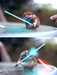 Armor Games On Twitter Funny Hamsters Cute Funny Animals Cute Animal Photos