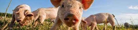 Le cochons émet de nombreux cris, couinements et grognements pour communiquer avec ses semblables. Intelligence Et Vie Sociale Des Cochons Ethique Et Animaux