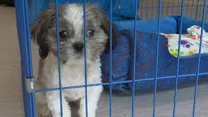 Make a donation to the pet adoption center of orange county to help homeless pets find homes. 50 Dogs Seized In Suspected Hoarding Case Up For Adoption