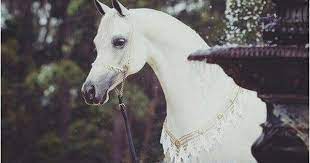 صور خيول جميلة أحلي صور حصان عربي أصيل خلفيات خيول رائعة موقع حصري Horses Show Horses Pretty Horses
