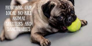 You can find your new best friend at our shelter, 4000 n. Honoring Our Local No Kill Animal Shelters And Sanctuaries Mclife Tucson