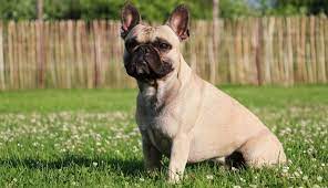 But because he sheds you may find yourself brushing him once or twice a week. French Bulldog Puppies For Sale Greenfield Puppies