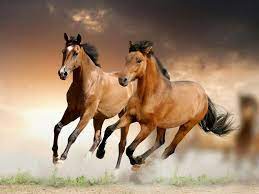 Running Horses Horse Wallpaper Beautiful Horses Horses