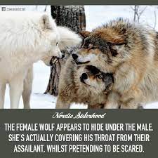 Pin By Wendy On Magnificent Creatures Animal Facts Animals Wolf