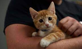 If you are interesting in opening your heart and home to a pet in need please fill out our foster application! Celebrating Over 20 Years Of Pet Adoption Petfinder