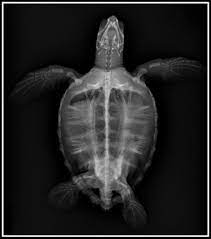 Sea Turtle X Ray Save The Sea Turtles Ocean Creatures Sea Turtle