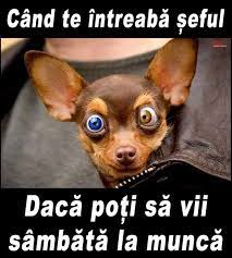 Glume cu animale amuzante câini de companie imagini amuzante imagini haioase cele mai drăguțe animale. Pin By Aurelia Benefalvan On Glume Si Citate Hazlii RomaneÈti Funny Dog Faces Cute Funny Dogs Funny Dogs