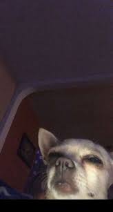 Pin By Romee Van Belzen On Mood Funny Animal Pictures Cute Animal Memes Cute Funny Animals