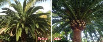 Tree trimming san diego have been a big help in doing maintenance on several trees on my property and everything was done with great care and precision, it was good to see how much these guys prioritise safety. Tree Trimming San Diego Ca Tree Pruning Removal Service El Cajon La Mesa Encinitas Carlsbad